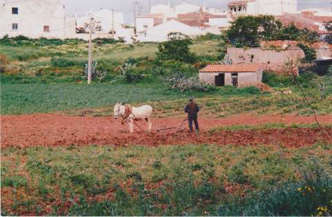 Ploughing in the village